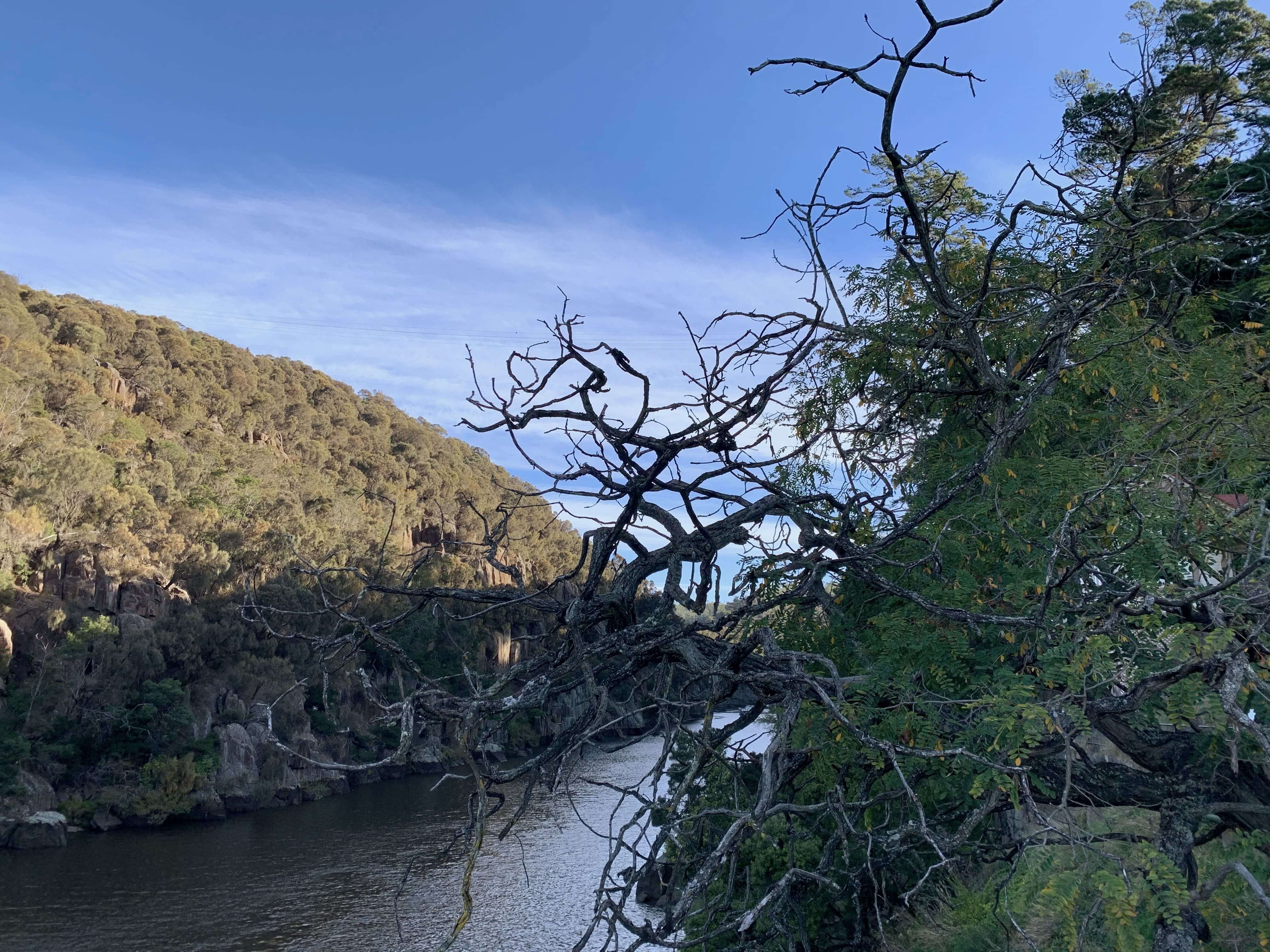 Tamar river in the background and a winding tree branch in the foreground - Launceston, Tasmania