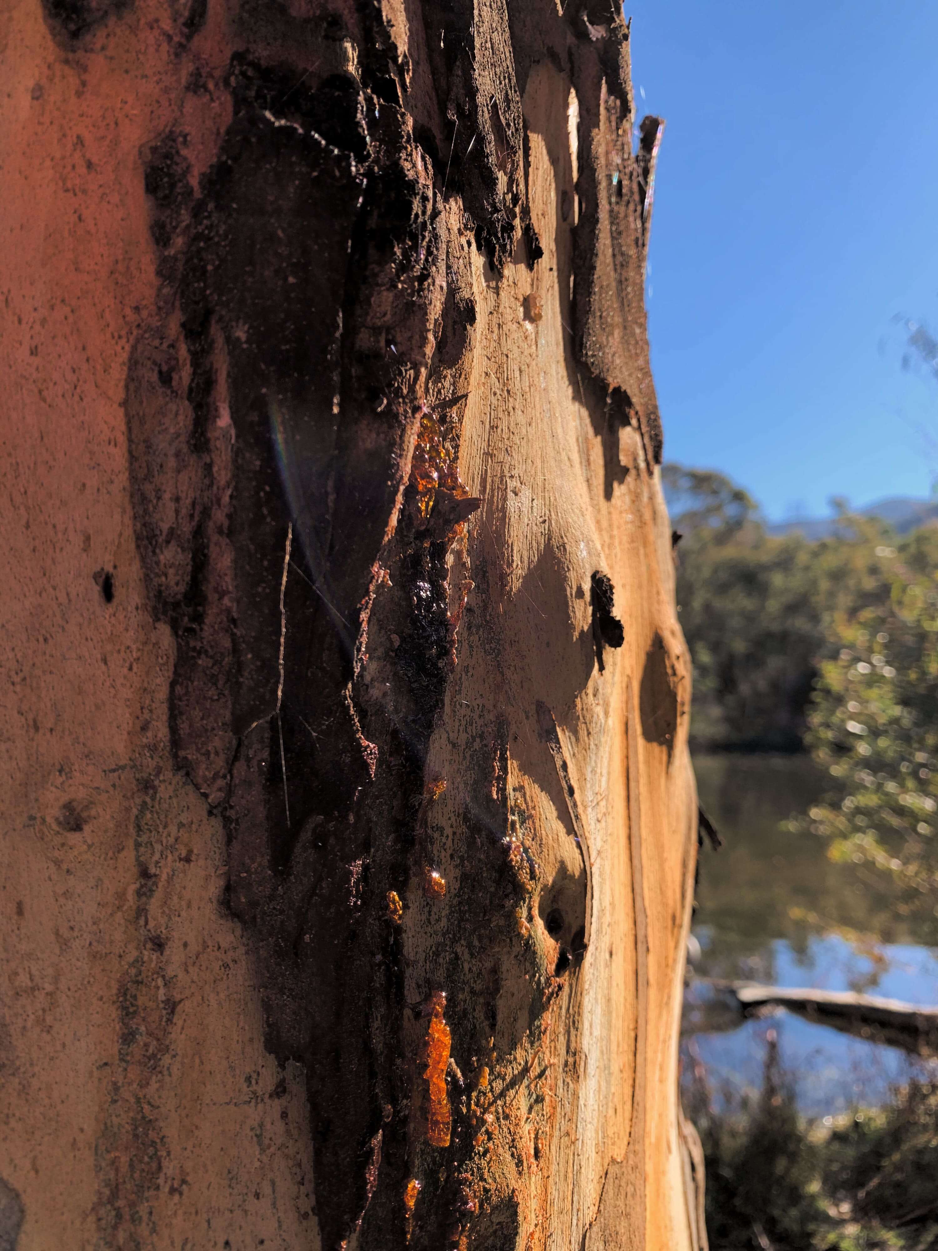 crystalised gum on a eucalptus tree - Tidbinbilla Nature Reserve, Canberra