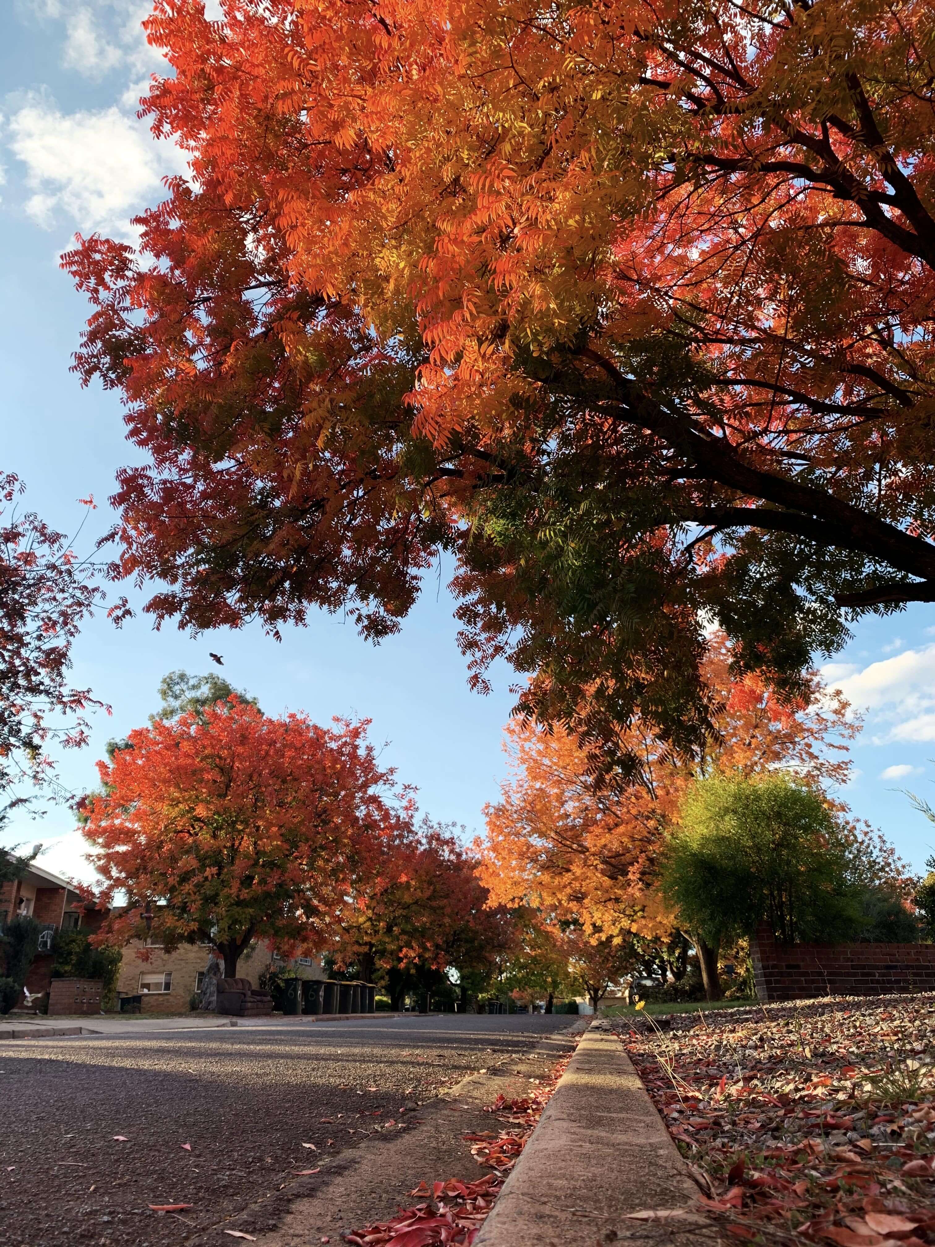 photo of a sidewalk lined with reddish-orange autumn trees