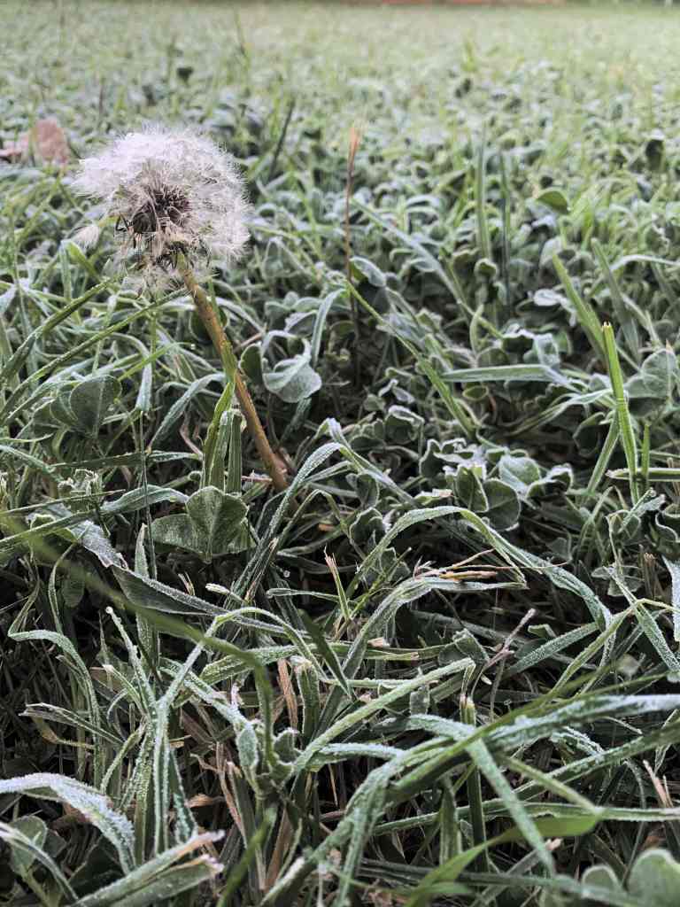 image of dew on grass and a dandelion, Canberra