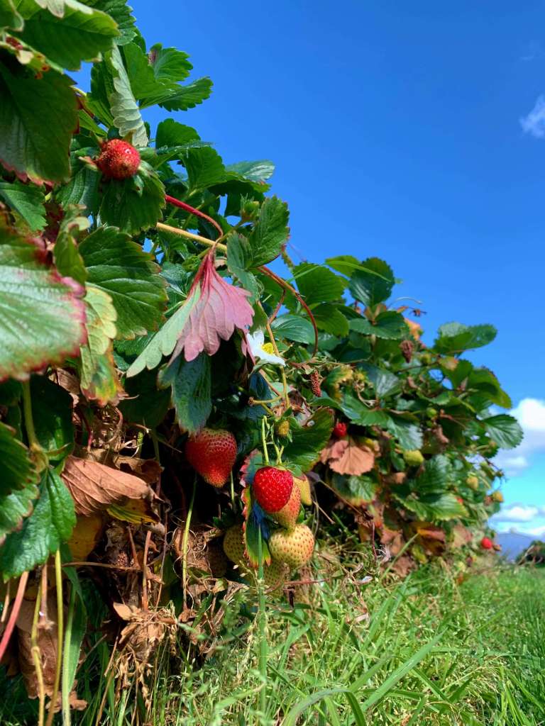 closeup photo of a strawberry bush, Hillwood Berry Farm, Tasmania