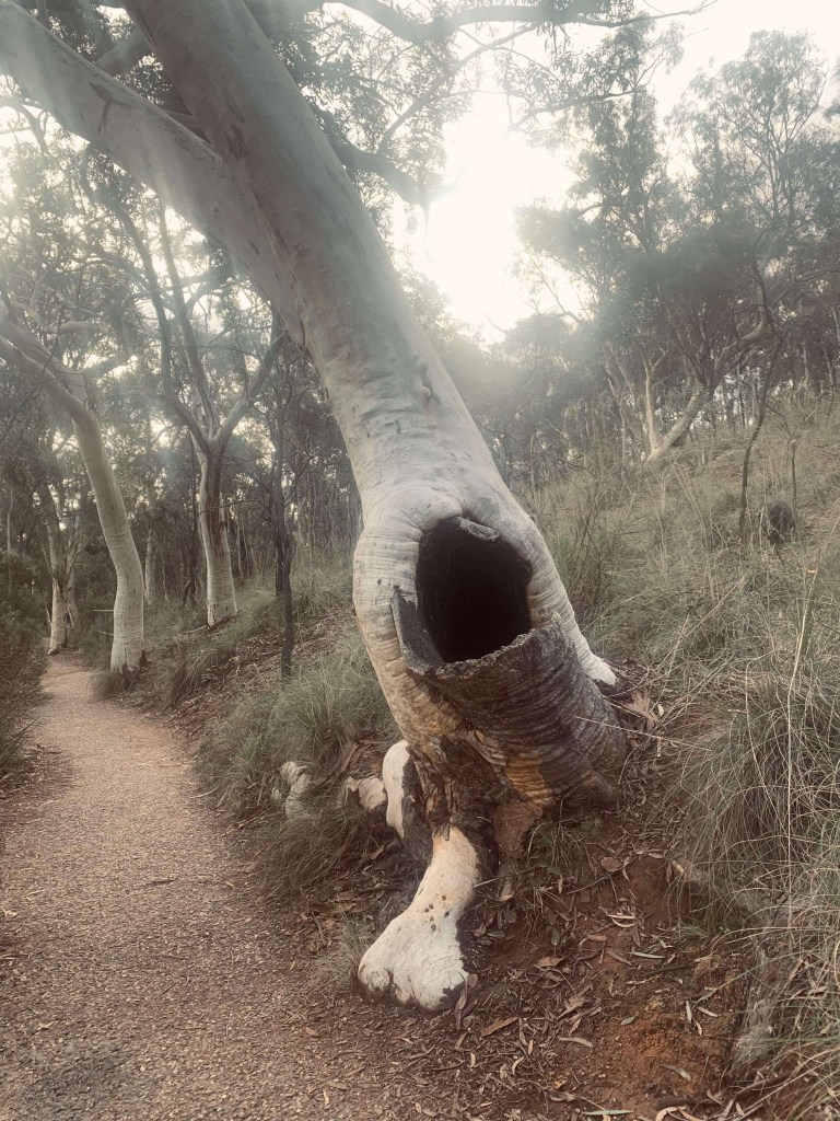 photo of a tree stump with a hollow opening on it