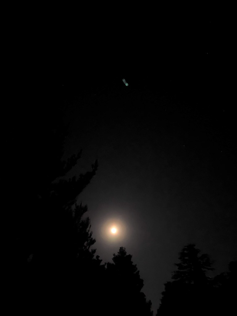 Photo of a full moon as seen over some fern trees at night. 