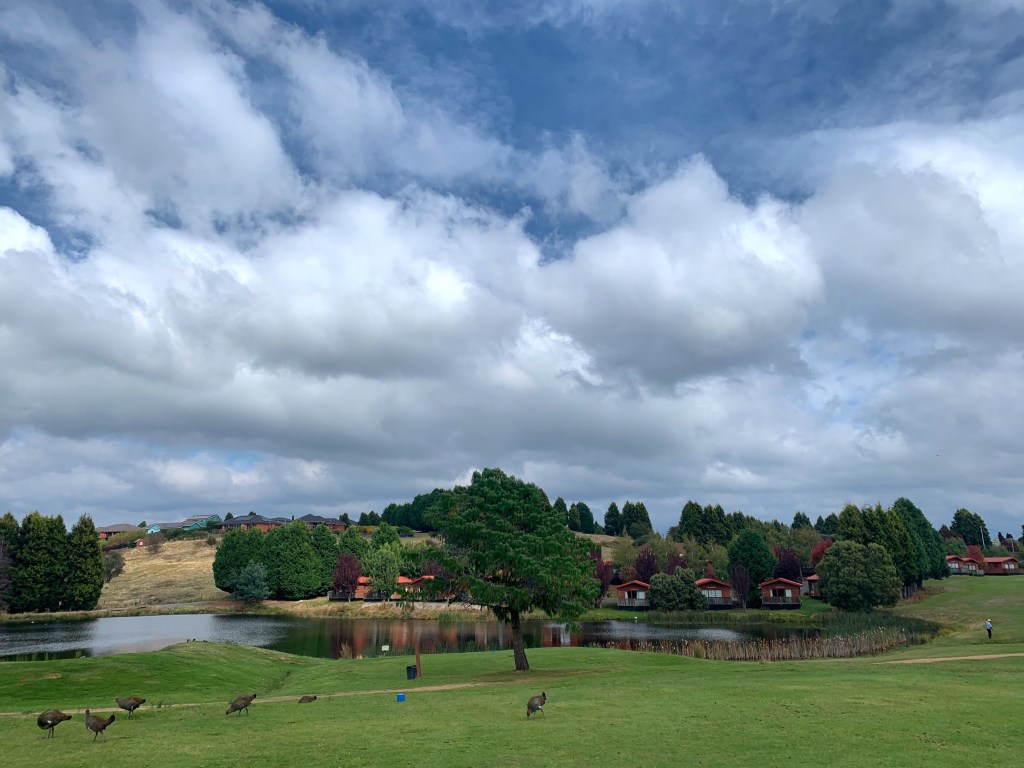 Scenic view of Grindelwald Village holiday resort with some swamp hens around a water body and brick lodges in the distance. 