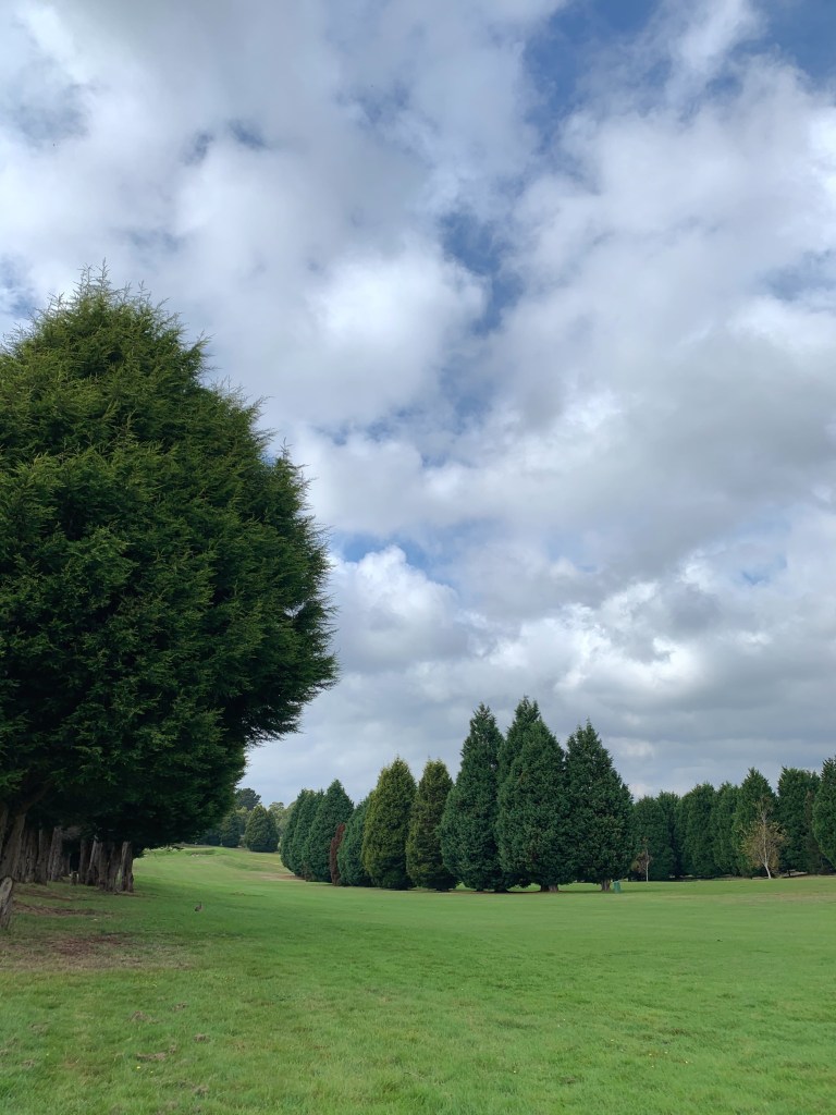 Photo of a lush green valley with some fern trees in neat rows. 