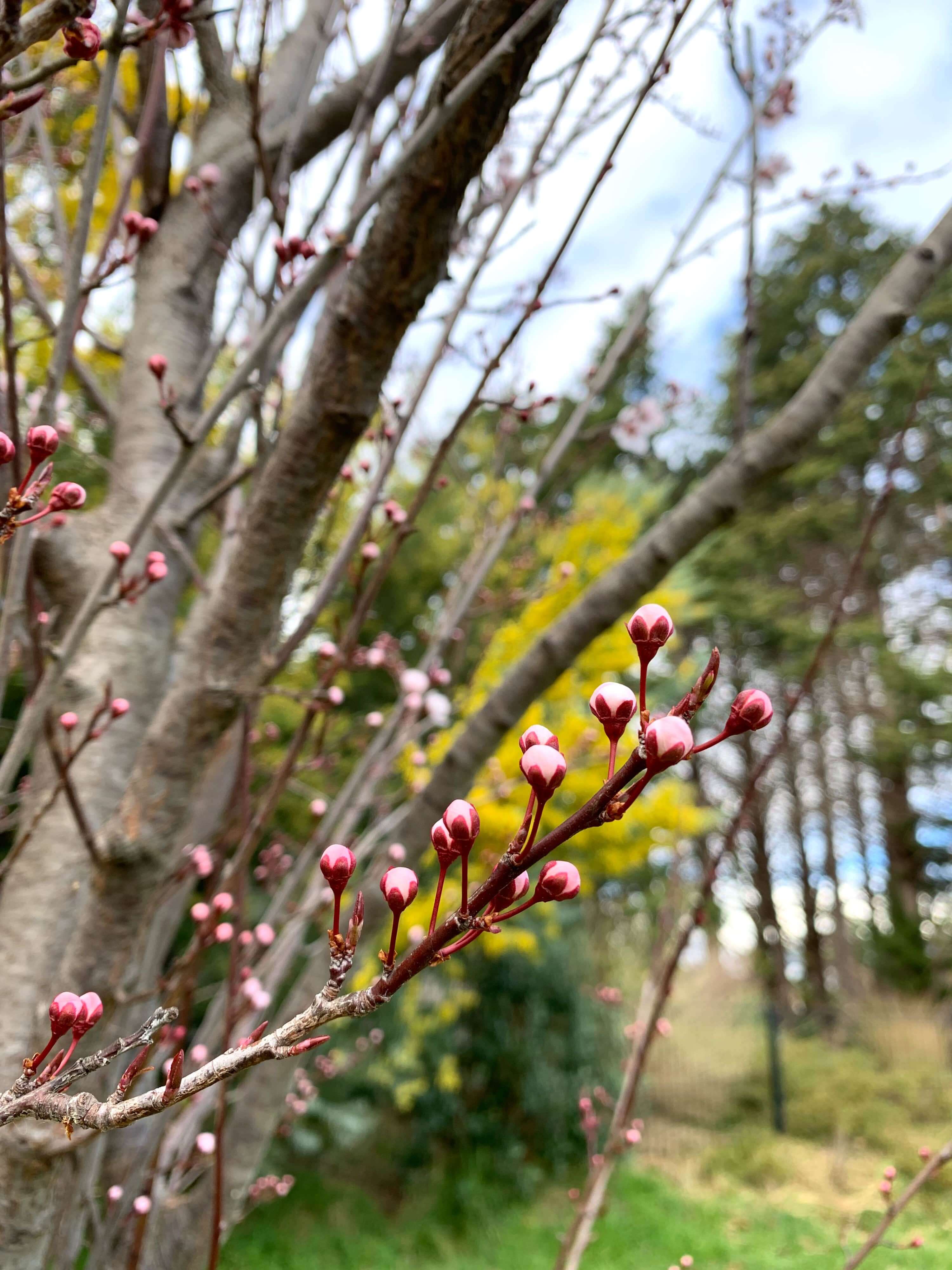 pink blossom buds with a blurry yellow wattle tree in the background