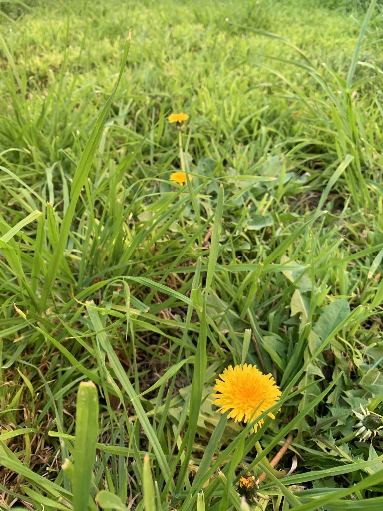 Photo of a yello dandelion on bright green grass