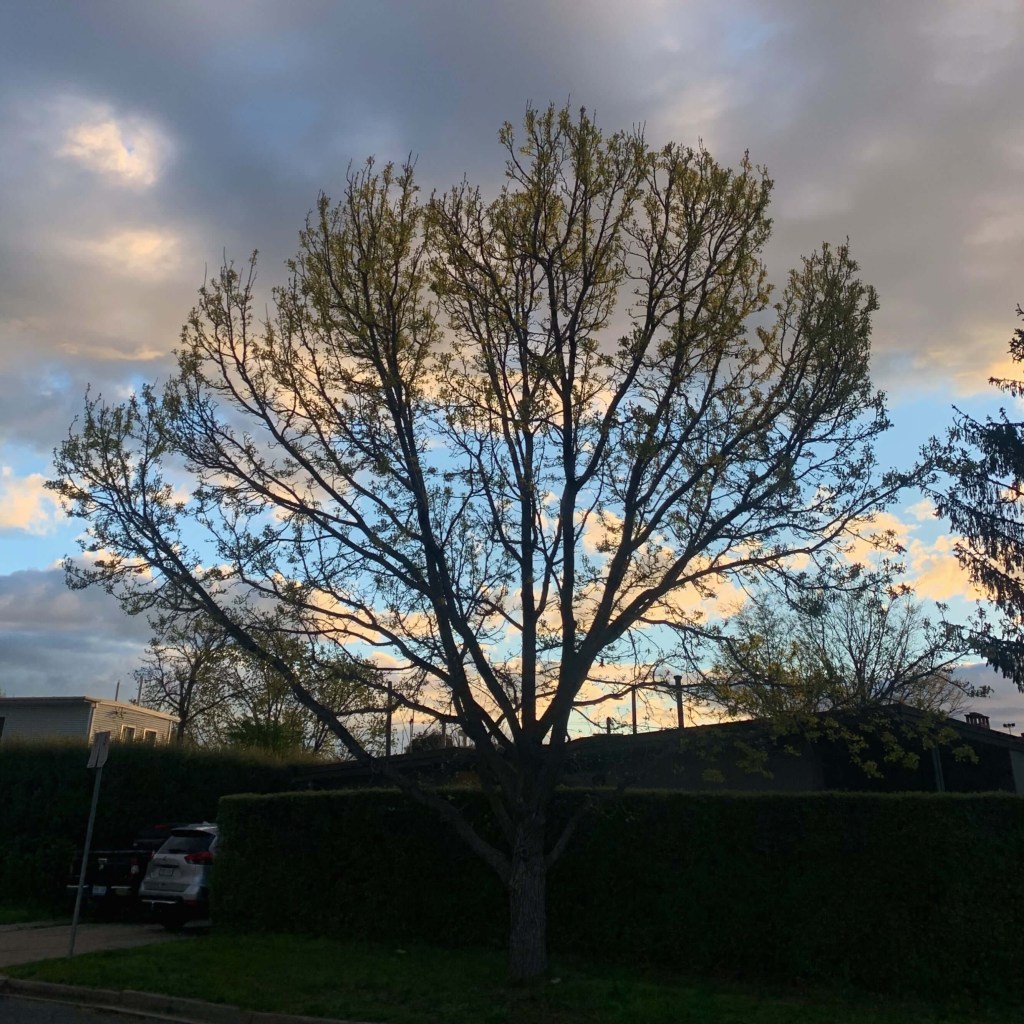 photo of a tree with new leaves sprouting 