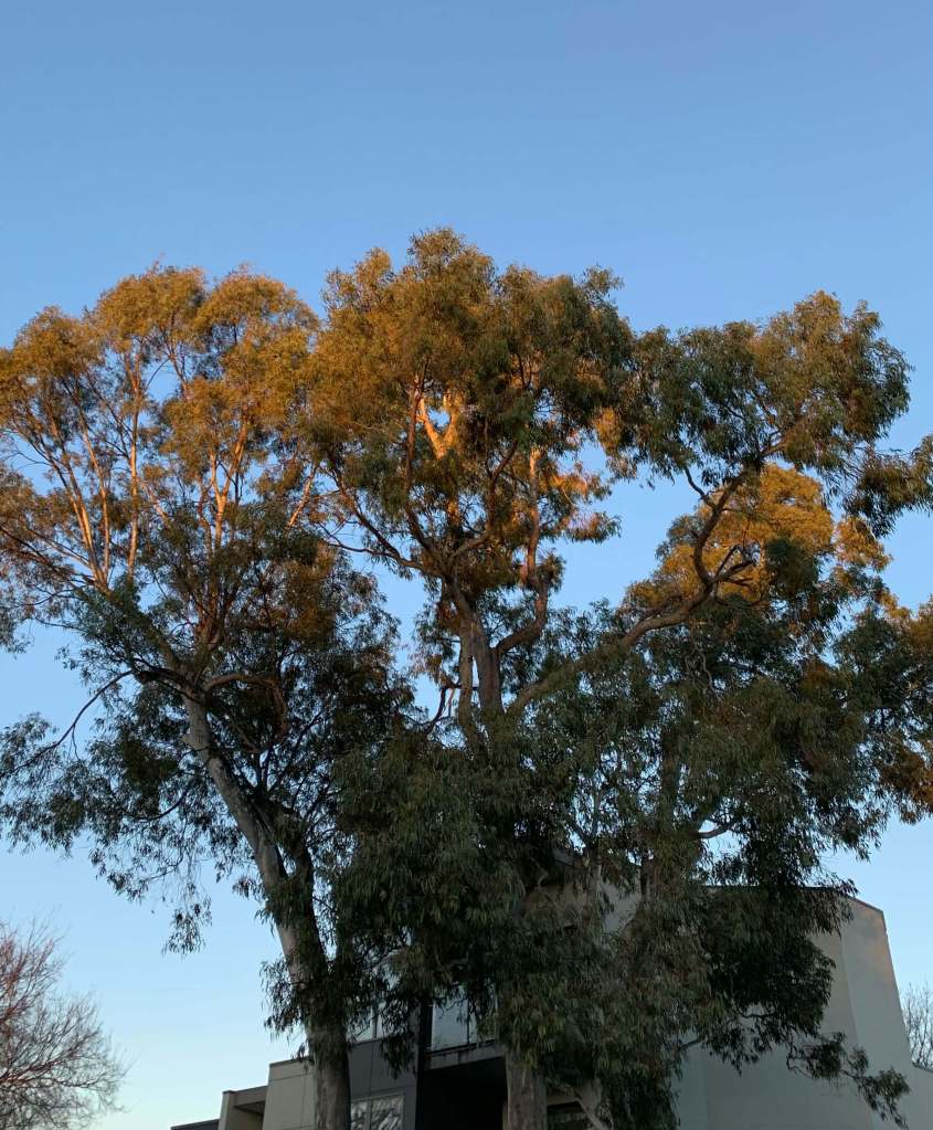 photo of a tree with a few branches curved in the shape of a tiny heart