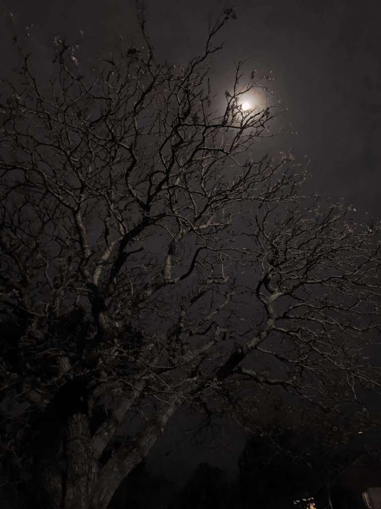 photo of an-almost full moon as seen through tree branches