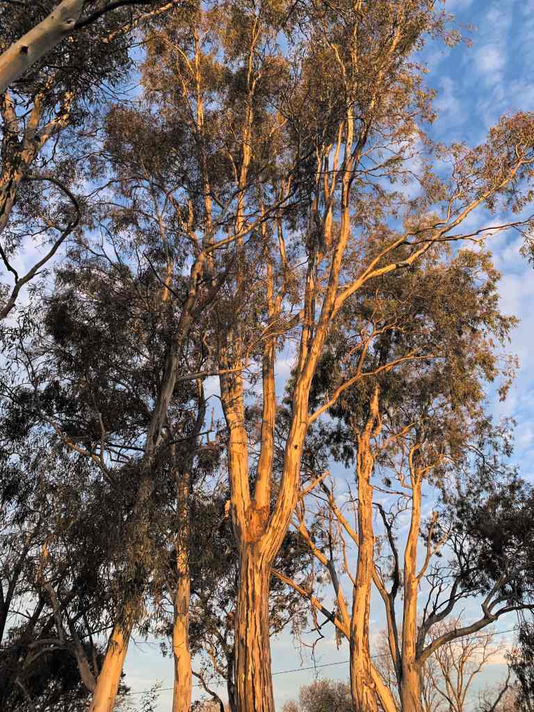 image of a group of gumtrees with the sunlight on them