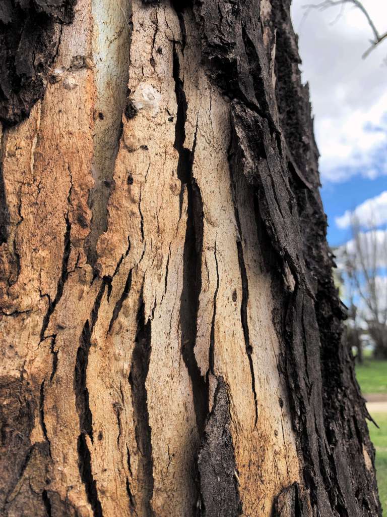 closeup photo of a tree bark focussing on its peeled outer layers