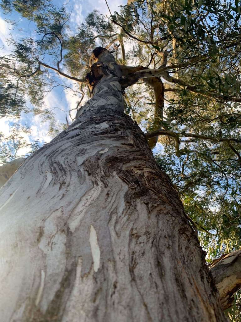 Close up photo of the bark of a yellow box gum tree. 