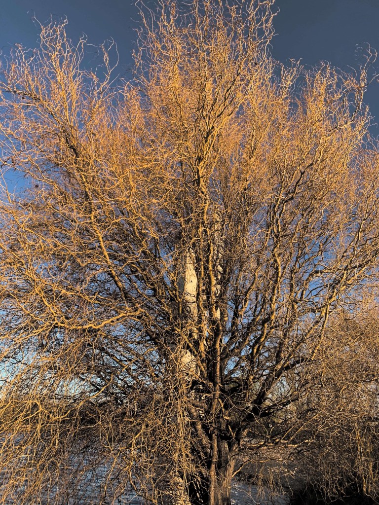 Photo of a tree with leafless branches. 