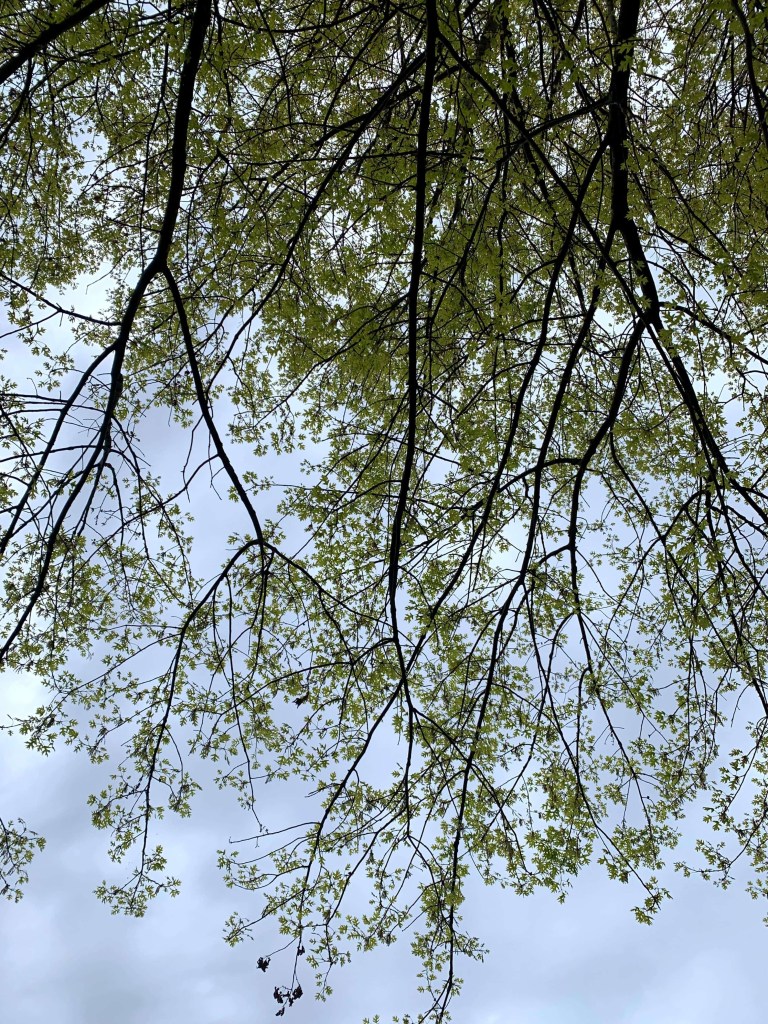 Photo of a tree’s extended branches as seen from underneath it. 