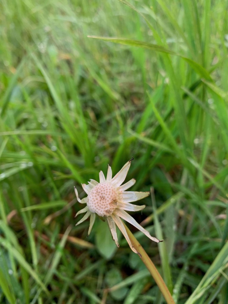 Closeup photo of a dandelion