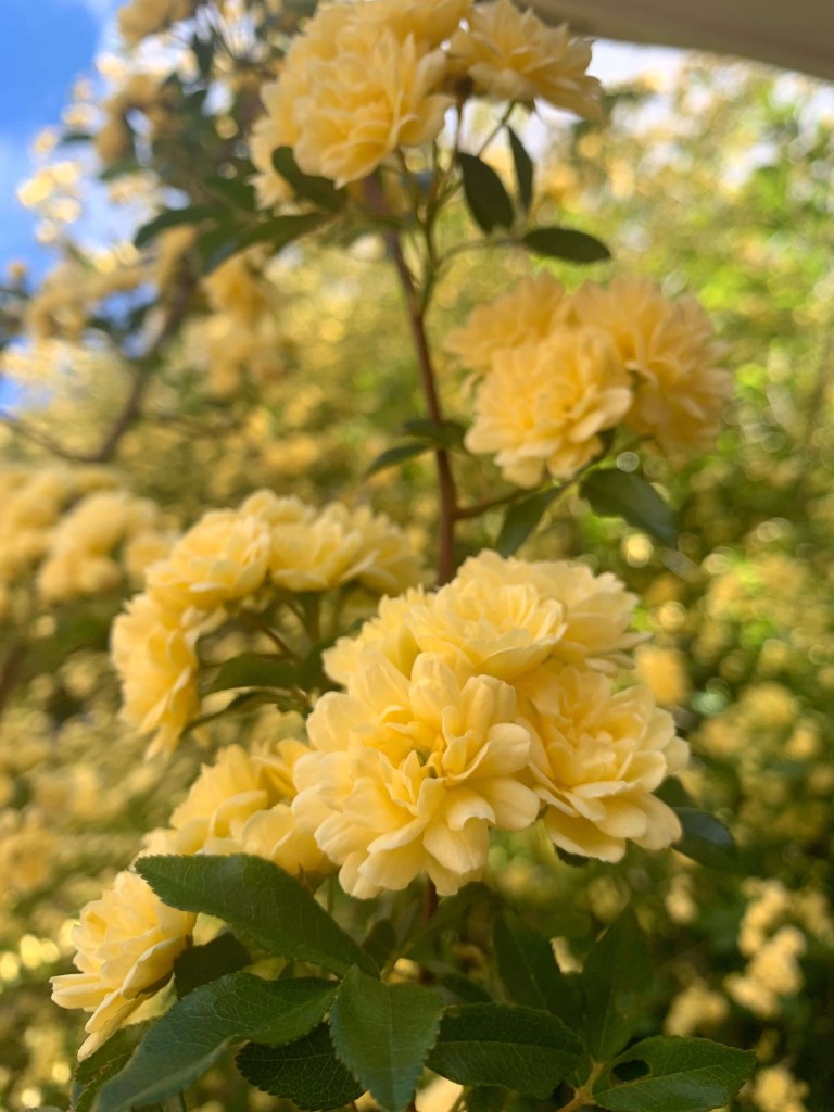 Closeup photo of yellow flowers. 