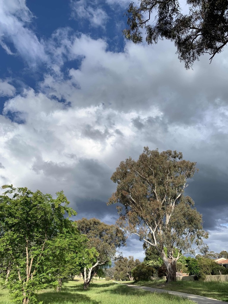 Photo of a gum tree surrounded by smaller greener trees, with the sunlight sporadically on the leaves. There are also a lot of white and dark clouds behind the gum tree. 