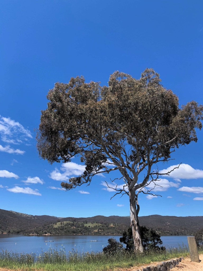Photo of a single gum tree beside a lake. 