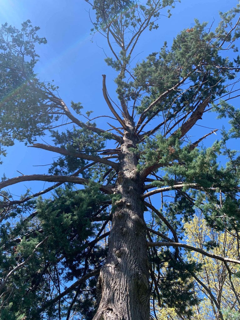Photo of a large fern tree as seen from below, directly under its bark  