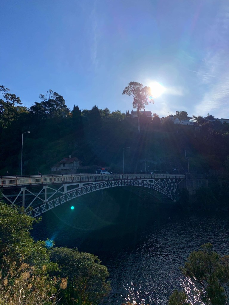 Photo of a tall tree among shorter bushes, with the sun shining from behind it.