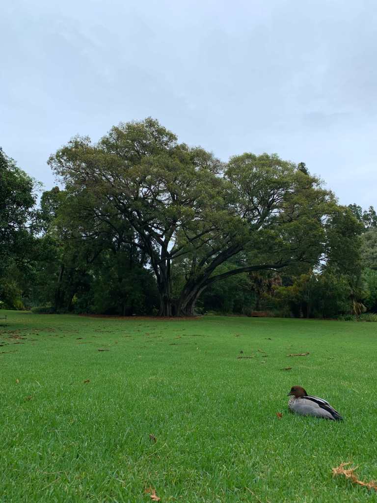 photo of a duck sitting in a lawn facing a large tree
