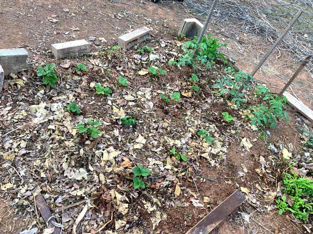 a garden patch with about 15 strawberry bushes, three tomato plants, and a handful of tiny, barely visible spinach plants