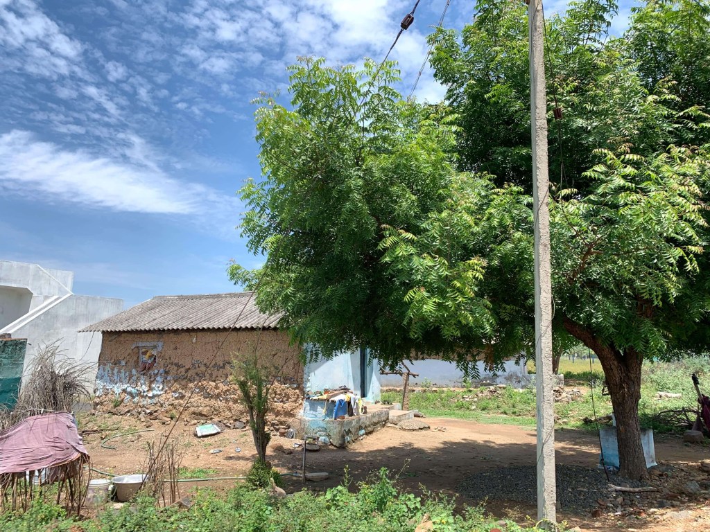 Photo of a massive tree by the side of a stone house in a village