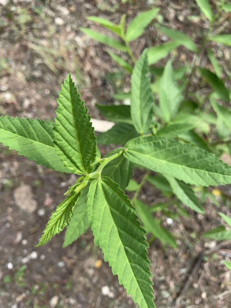 Close up photo of the lush green leaves of a flowering plant. 