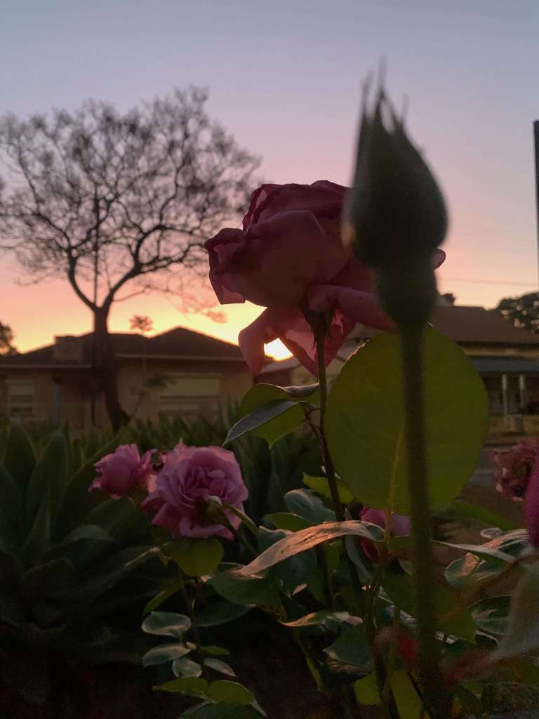 close up photo of a rose with the sun setting in the horizon behind it.