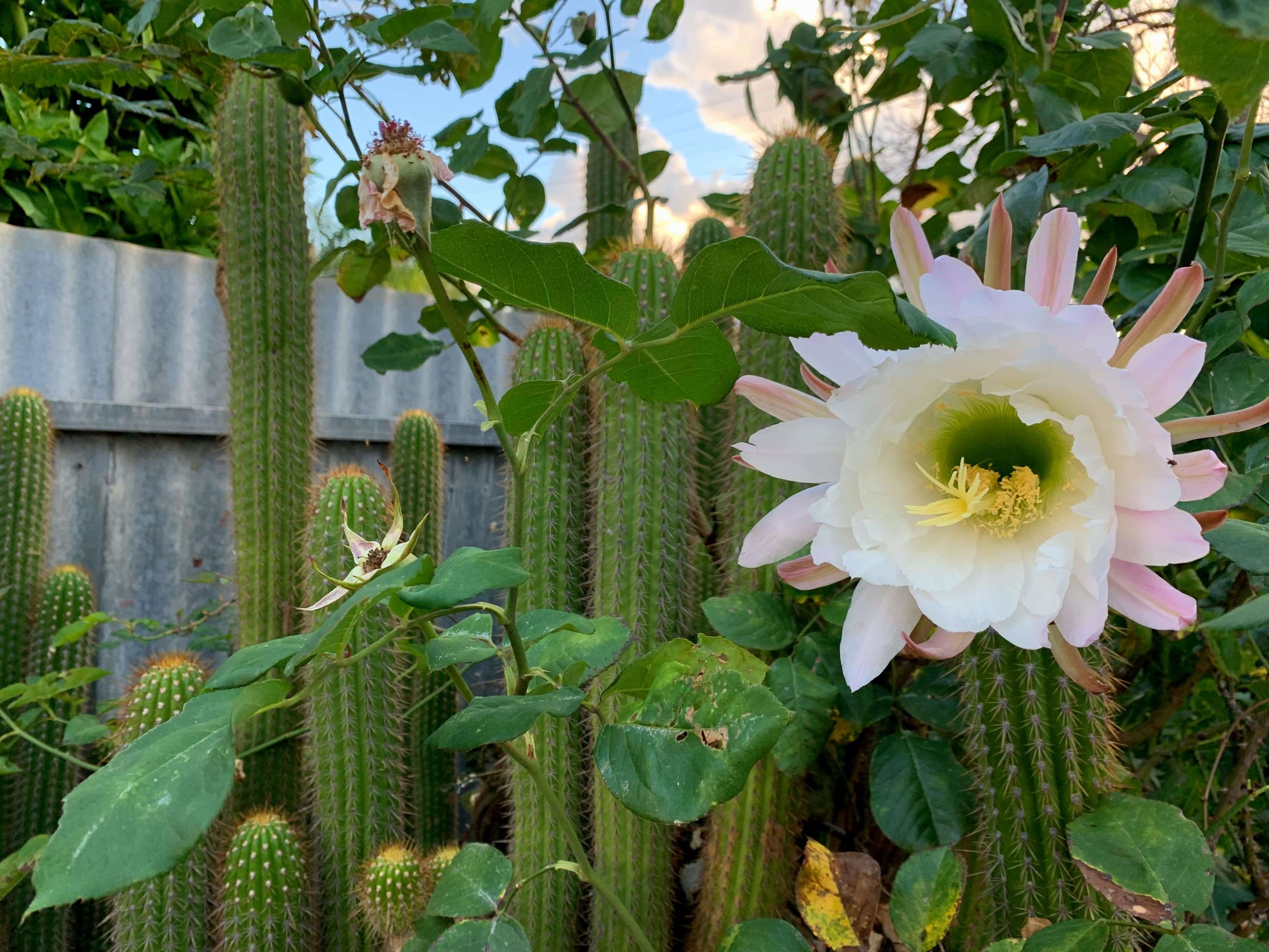 close up photo of a laarge echinopsis flower on the right side of the frame and the cacti on the left, with a couple of branches of roses visible in the photo