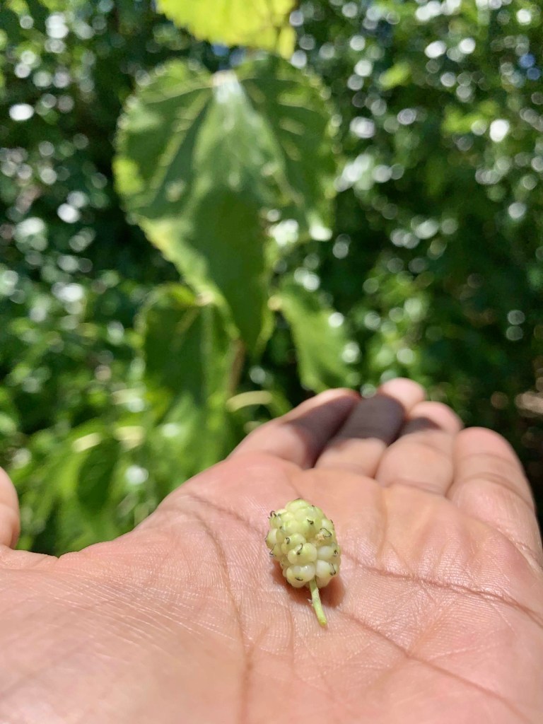 Close up photo of a white mulberry on a person’s palm, with a mulberry tree in the background. 