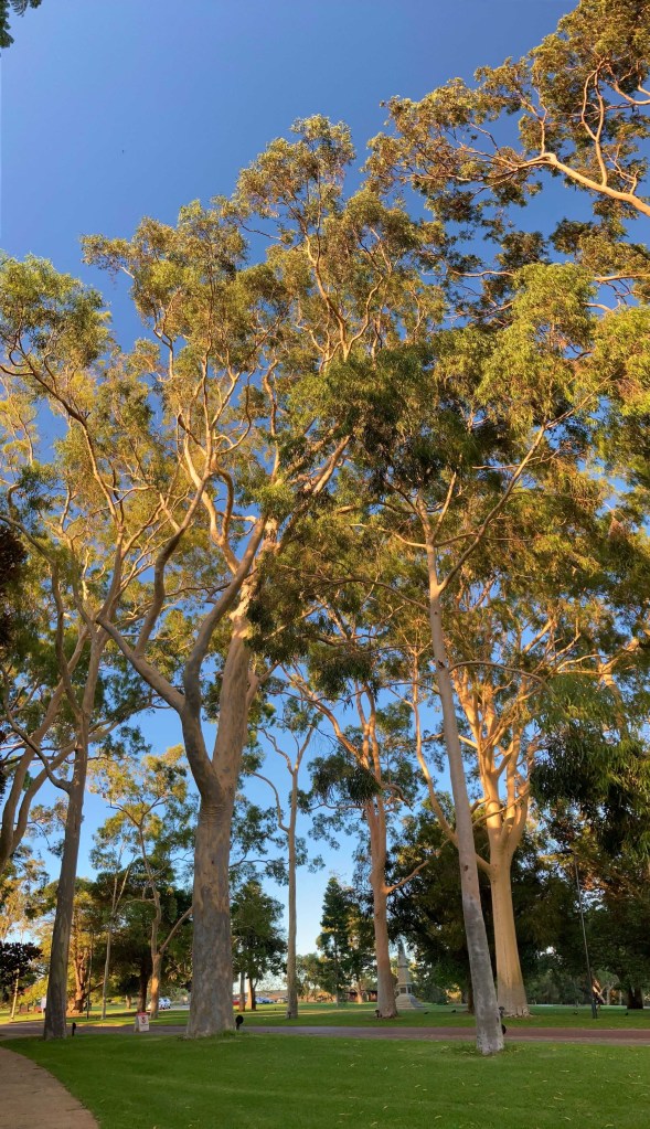 A group of tall gum trees in the morning. The sun’s first rays shine on the top half of the trees. 