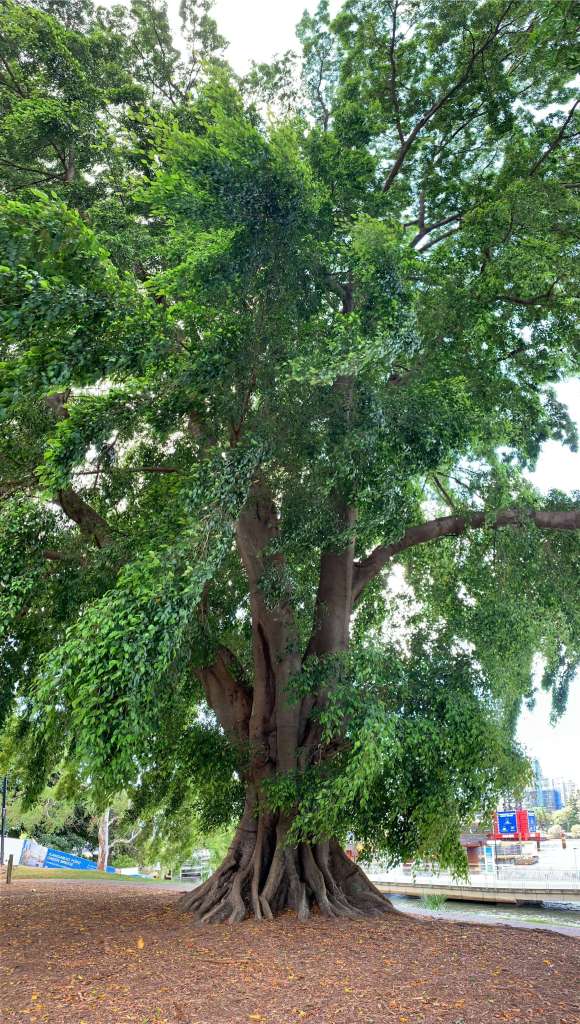 panaromic photo of a large fig tree, in Brisbane's botanic gardens