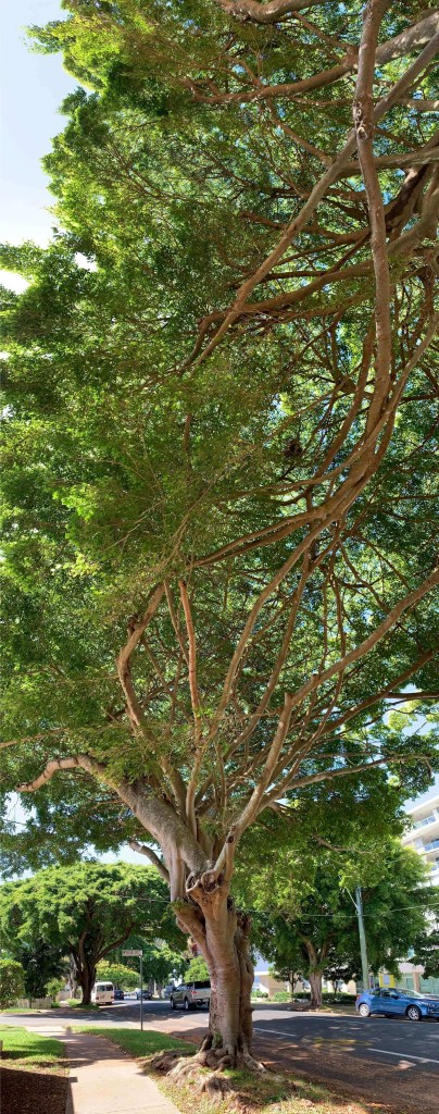 Panoramic photo of a large tree. 