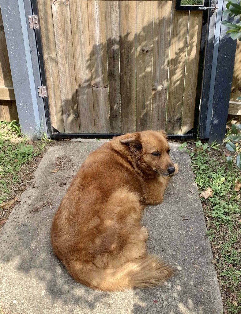 Photo of a golden retriever sitting behind a locked wooden gate, waiting for its human to return home. 
