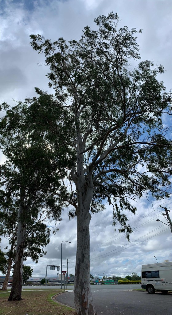 Panoramic photo of a lemon scented gum against a blue sky dotted by clouds. 