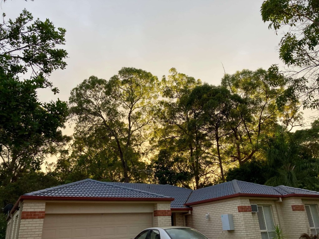 Photo of the early morning rays of sunshine behind a row of gumtrees. 