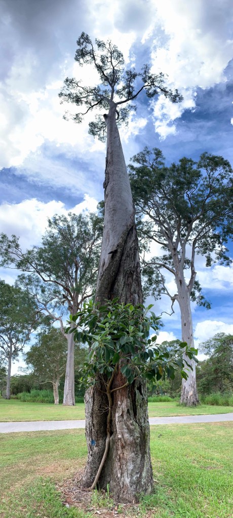 Panoramic photo of a lemon scented gum tree and a small fig tree growing at its base, leading towards a crack in the gum’s trunk. 
