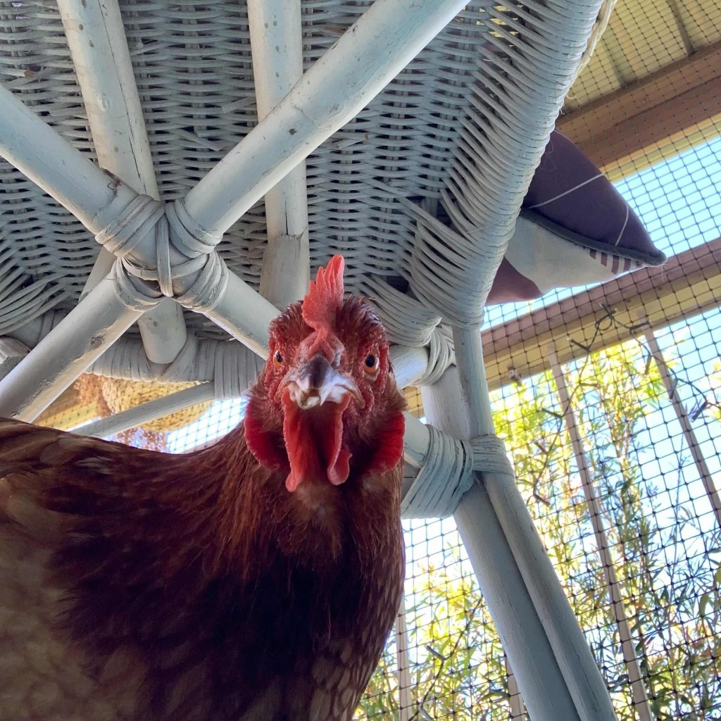 Close up photo of a brown hen staring into the camera.