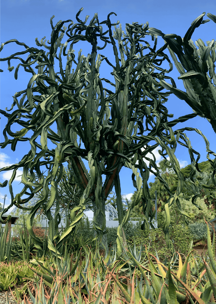 Photo of a large cactus tree spread out and curled out like wires.   