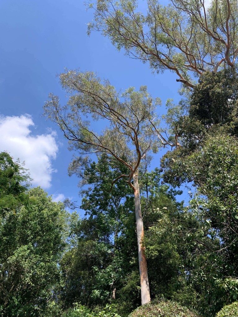 Photo of a tall gum tree as seen from below. 