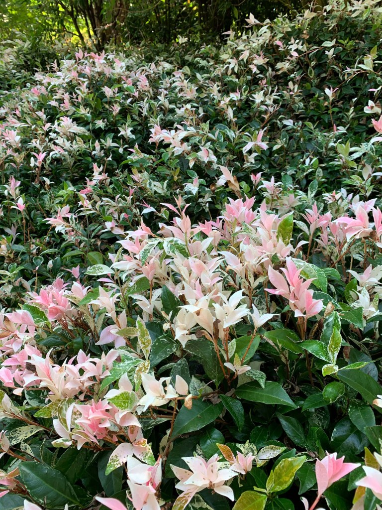 Close up photo of pink-tipped leaves of a bush
