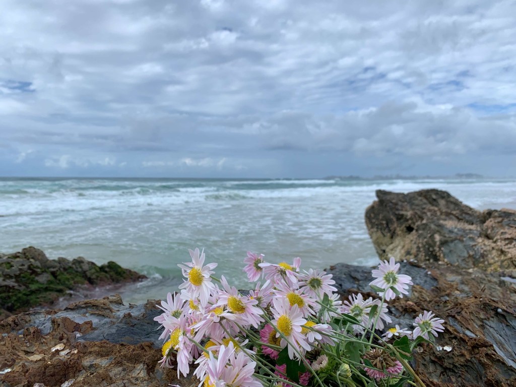 Photo of a bunch of daisies on a cliff edge at Currumbin beach, Queensland. 