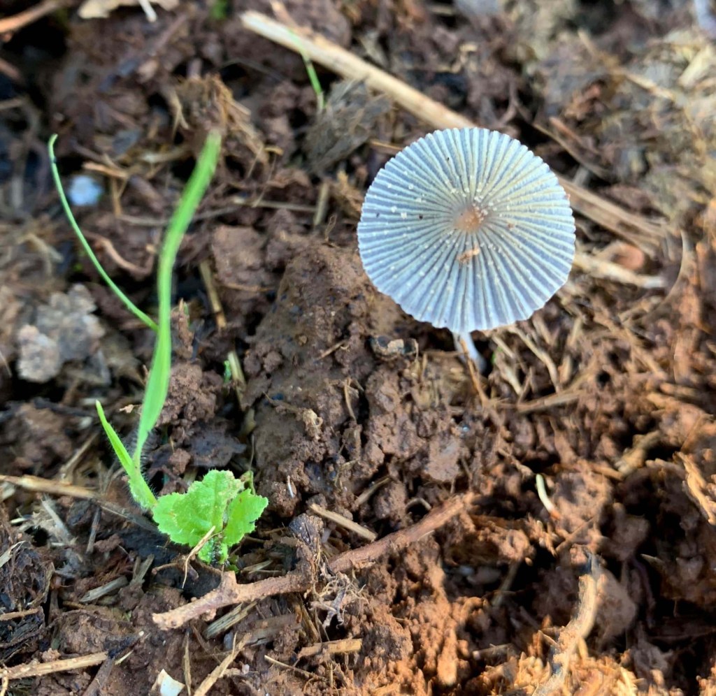 Close up photo of a mushroom on a moist ground, with a rouge weed near it.