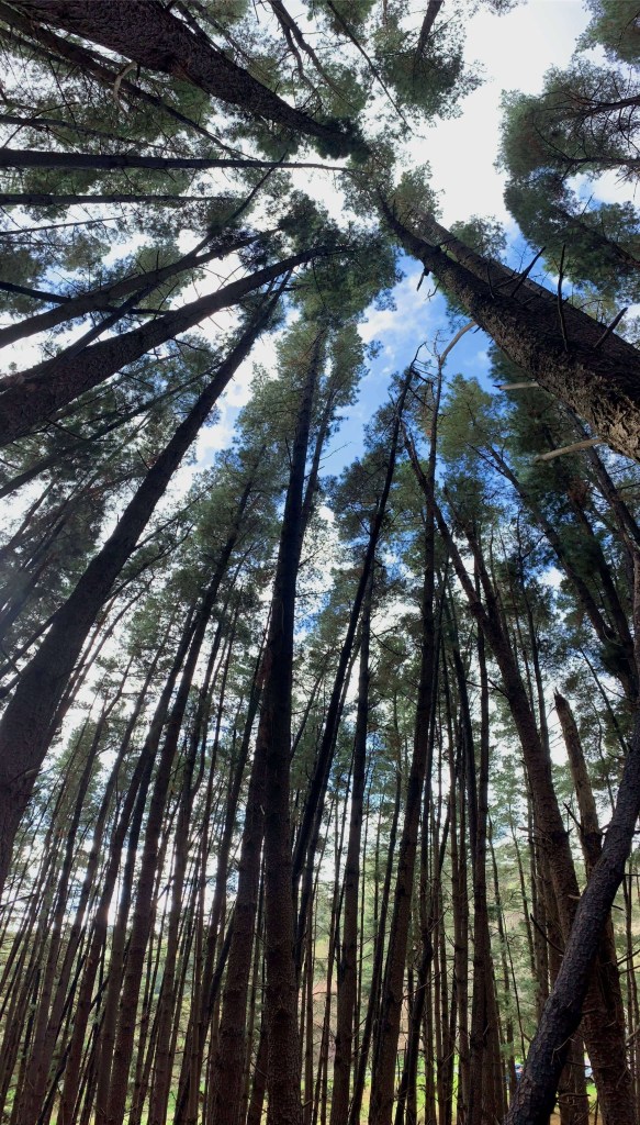 Panoramic photo of pine trees as seen from the forest below. 
