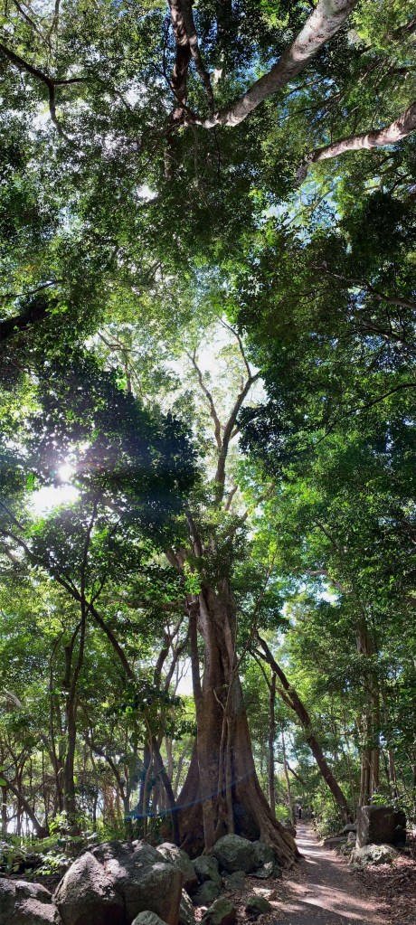 Panoramic photo of a large tree, with sunlight shining through the branches. 
