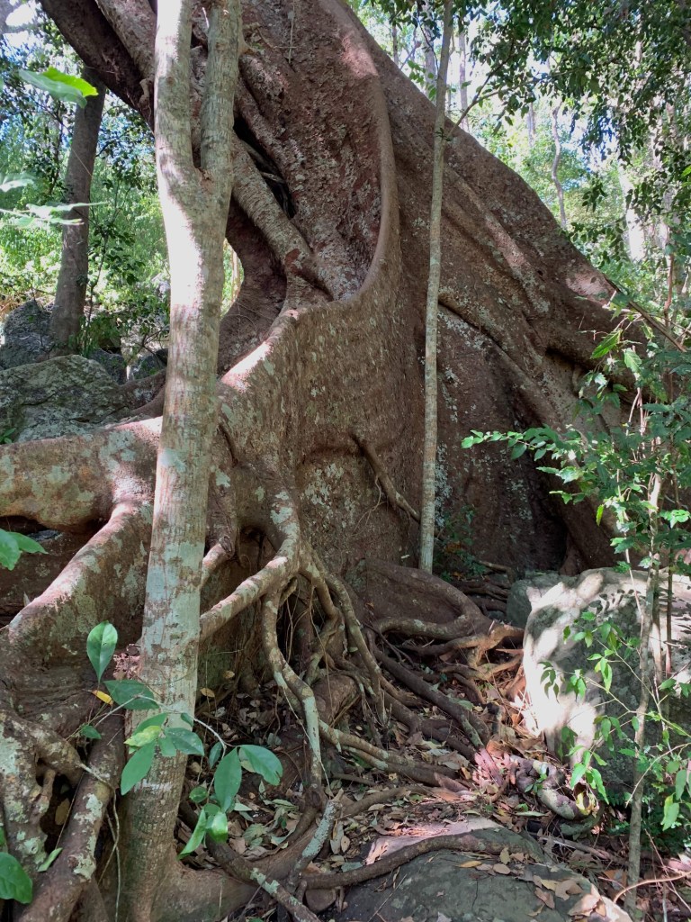 Close up photo of the trunk of a Moreton Bay fig tree. 