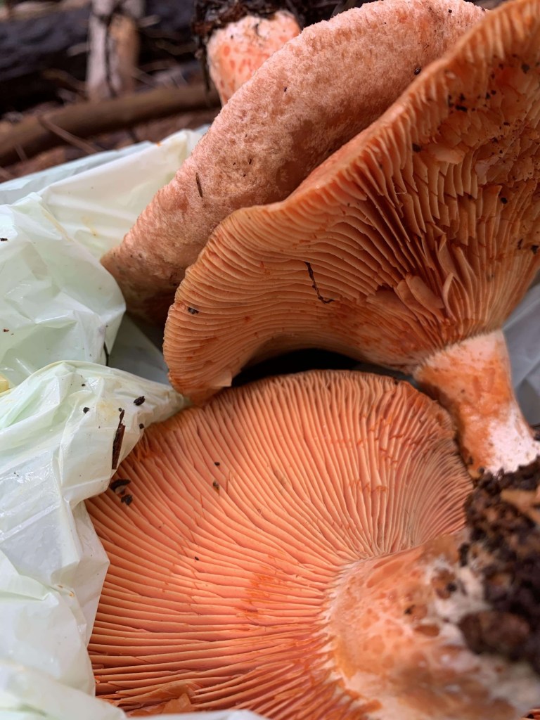Close up photo of the hills of saffron milk cap mushrooms.  