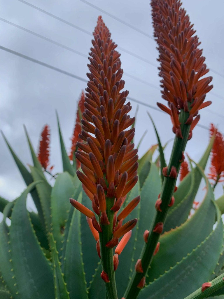 Close up photo of an aloe vera flower, with a spider web barely visible on its florets. 